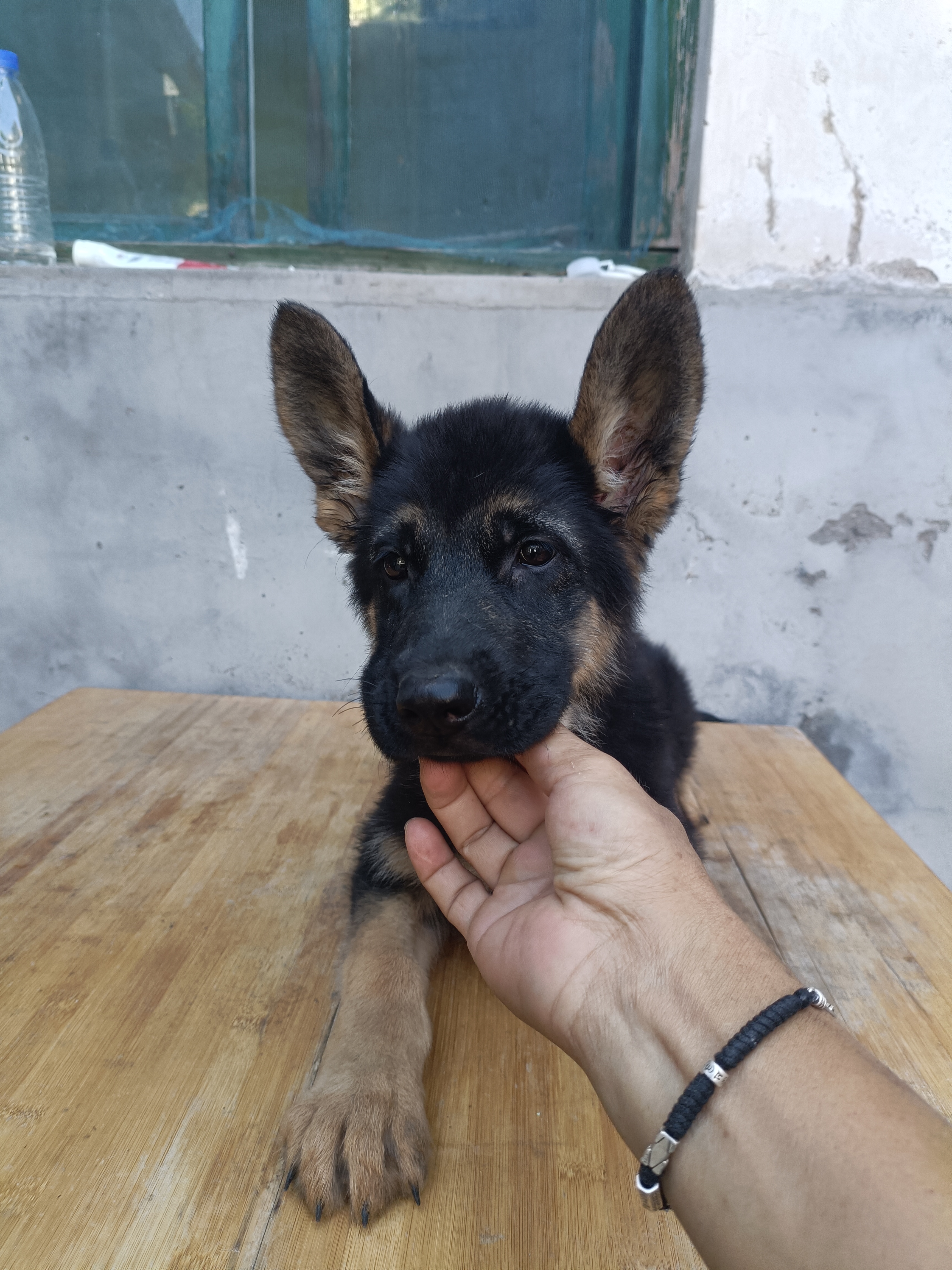 德国牧羊犬